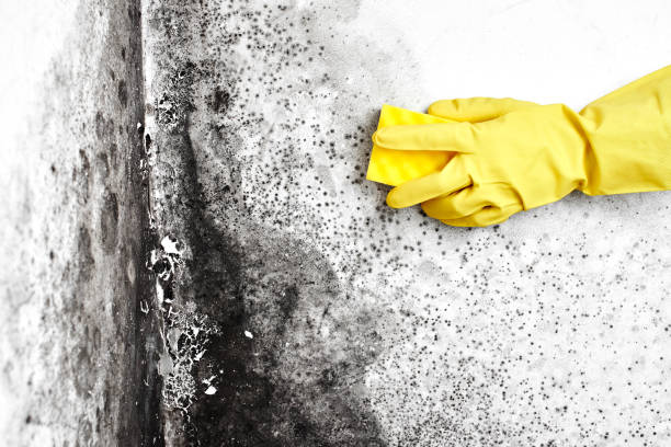 Best Mold Removal for HVAC Installations  in Manahawkin, NJ